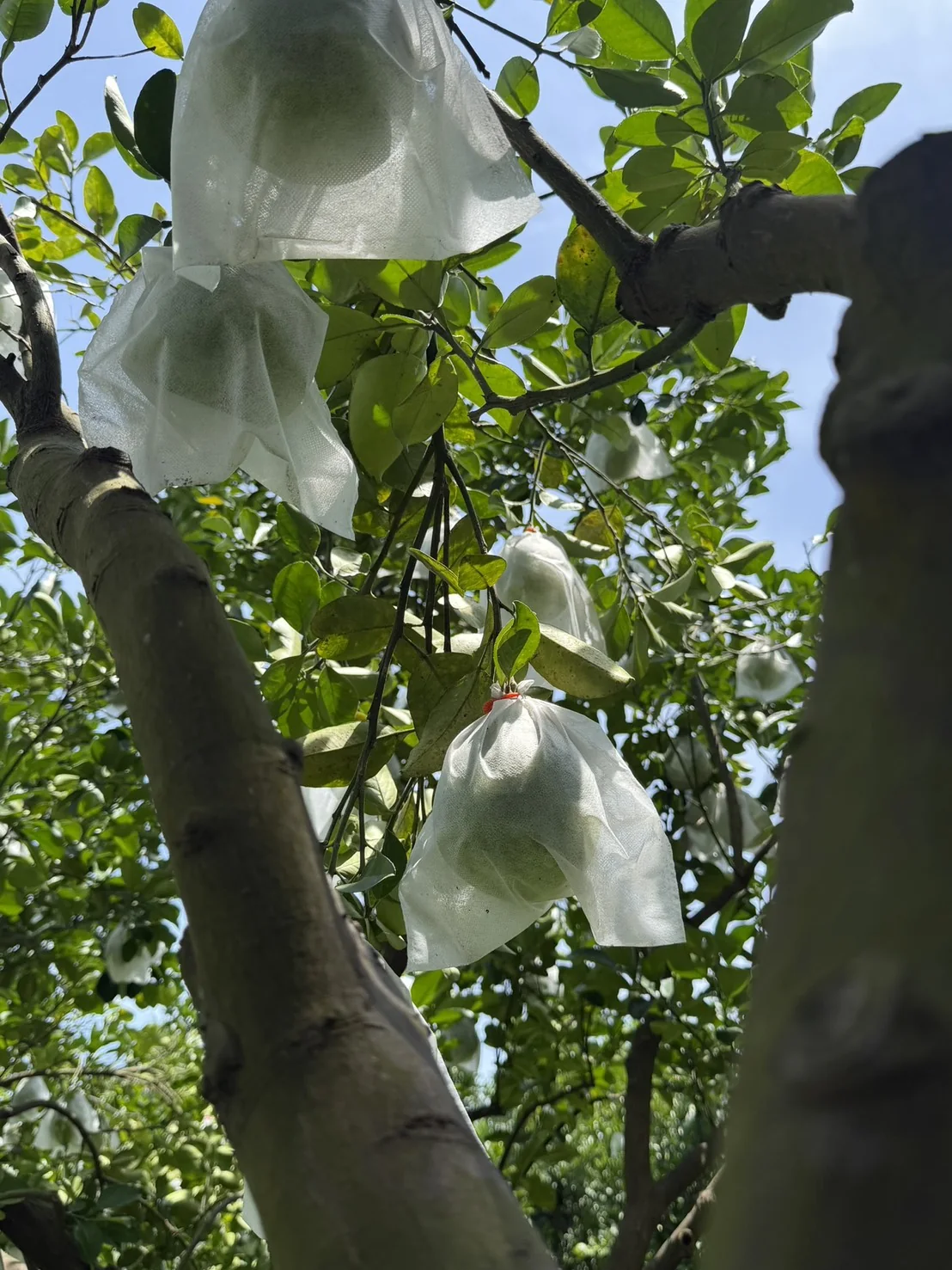 柚園帥果園枝條整理後的文旦結果分布